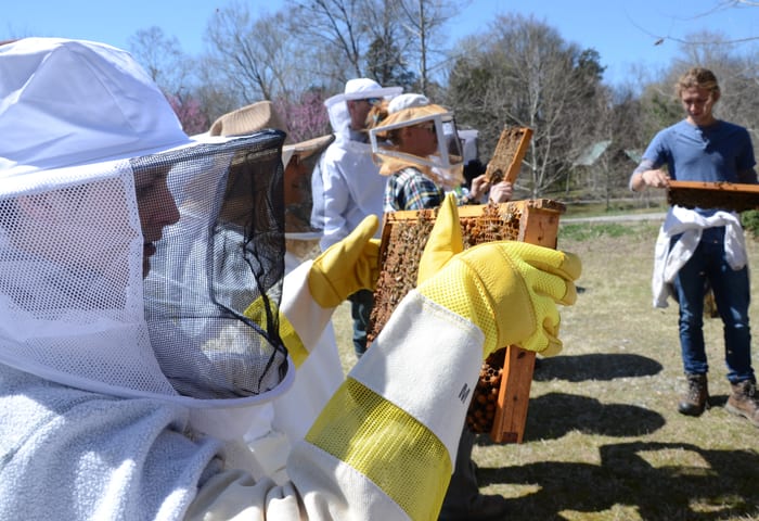 Beekeepers working together at an apiary